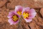 Sego lily, Upheaval Dome Trail, Canyonlands National Park, Utah, USA. Art Print